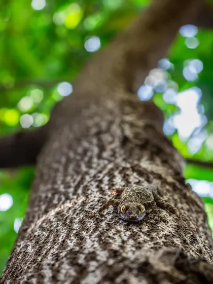 A Bark Gecko, perfectly camouflaged on a tree trunk. I took this shot from a low angle to capture the world from its prey's perspective, highlighting its incredible adaptation.
