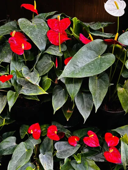 A close-up look at the rich, deep red of these anthurium flowers. Their glossy finish and bright yellow spadix make them a striking and exotic addition to any plant collection.