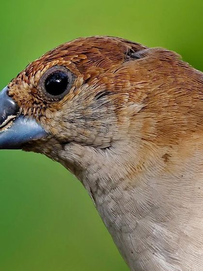 A portrait of an Indian Silverbill, its head turned to the side. The shot highlights its stout, bluish-silver beak and the fine, soft texture of its brown plumage against a clean green background.