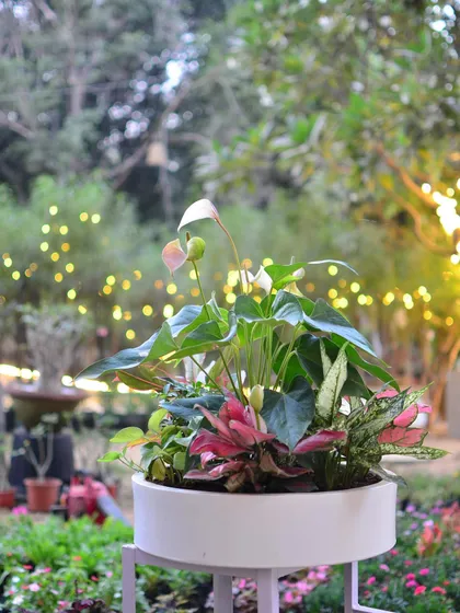 A wider view of the mixed planter, set against a beautiful garden backdrop with soft lights. These arrangements are perfect as a significant gift or as a long-lasting decorative piece for an entryway or living room.
