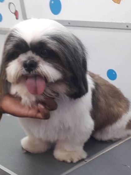 A perfect haircut for this Shih Tzu, showing off its sweet face and features.