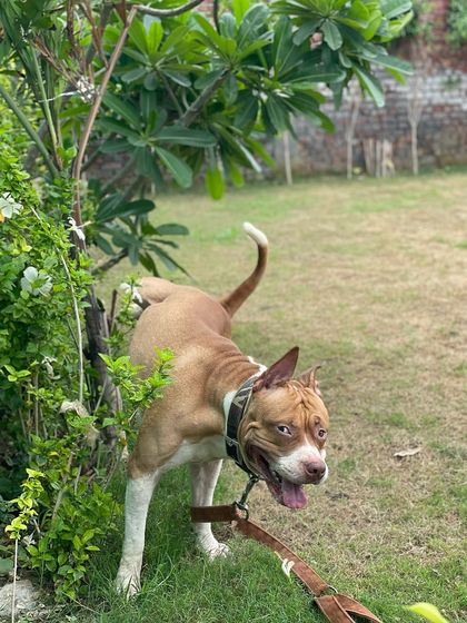 A cheeky Pitbull mix peeking out from behind a bush.