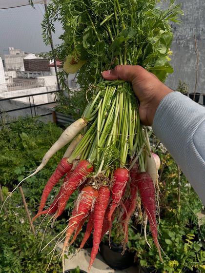 Holding up a bunch of freshly pulled carrots and radishes. You can see the rich soil they grew in. This is the result of preparing a good potting mix and being patient.