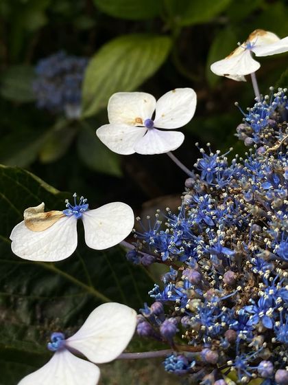 My digital version of pressed flowers. A macro shot of delicate white and blue lacecap hydrangea flowers.