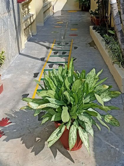 Tiny Mustards - Montessori Preschool Program Our Community & Learning Space photo 6