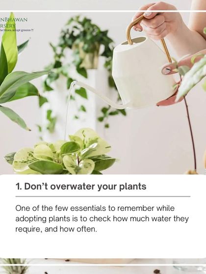The most common mistake we see is overwatering. This image of a watering can and a healthy plant reminds us to check how much water a plant truly needs before giving it a drink.