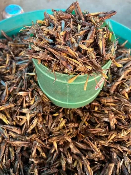 A bowl of dried grasshoppers, an edible insect that is a part of the traditional Naga diet, highlighting the unique and adventurous side of our cuisine.