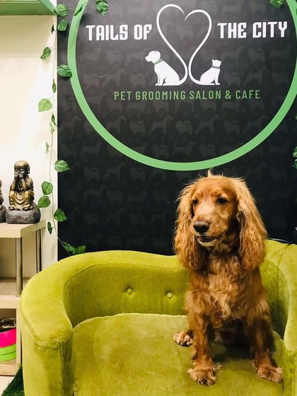 Tails of the City - Pet Spa & Creative Styling Our Happy Pack: Client Gallery photo 20