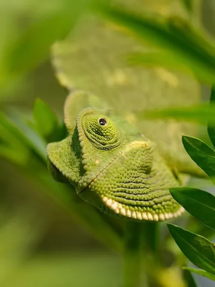 A chameleon peeks through the leaves, its rotating eye ever watchful. Its eyes, head, feet, and tail are all ultimately endowed for survival in the bush.