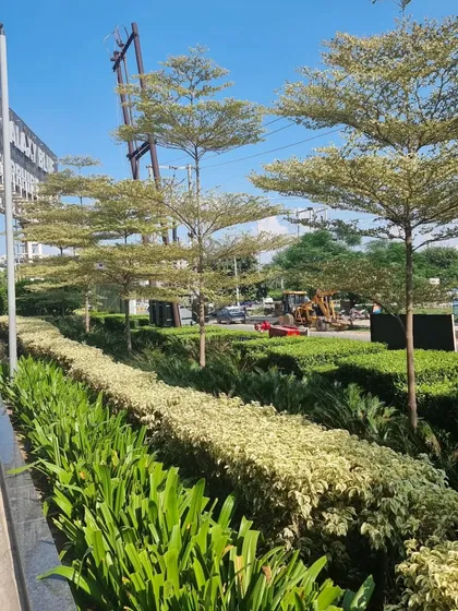 A well-designed landscape uses repetition and layering. Here, a line of Bucida trees provides vertical structure above layered hedges of varying colors and textures, creating a rich and complex green space.