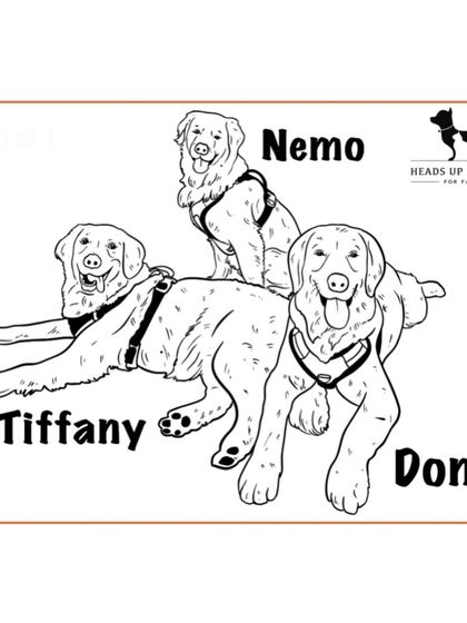 Pet Portraits photo 7