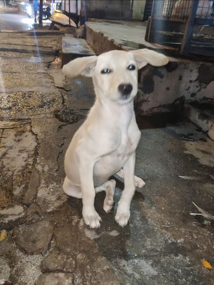 Meet Charlie, a 5-month-old female with the most adorable airplane ears. She is currently in RT Nagar and needs a foster or adopter.