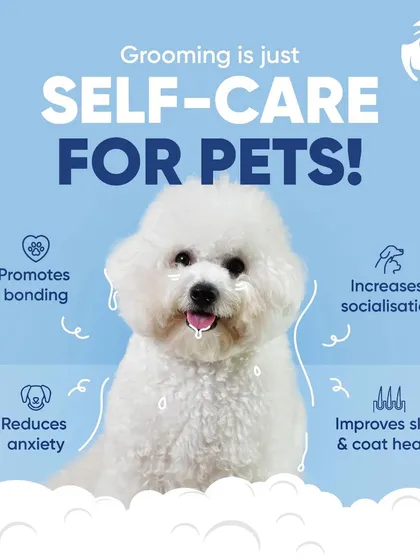 Grooming is essential for your pet's well-being. It's a form of self-care that improves skin and coat health, reduces anxiety, and strengthens your bond. I focus on making it a positive experience.