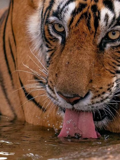 The gorgeous Riddhi quenches her thirst on a hot summer morning. We tracked her as she walked from one zone to another to reunite with her cubs.