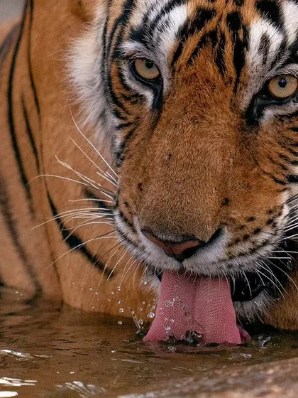 The gorgeous Riddhi quenches her thirst on a hot summer morning. We tracked her as she walked from one zone to another to reunite with her cubs.