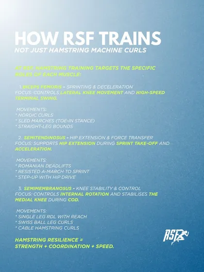 Our training goes beyond simple hamstring machine curls. We target the specific roles of each muscle with exercises like Nordic curls for the biceps femoris, Romanian deadlifts for the semitendinosus, and single-leg RDLs for the semimembranosus.