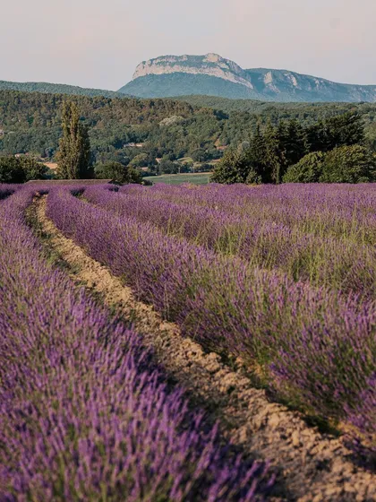 Winding rows of purple lavender in the fields of Provence. This landscape shot captures the natural beauty that makes this region of France famous.
