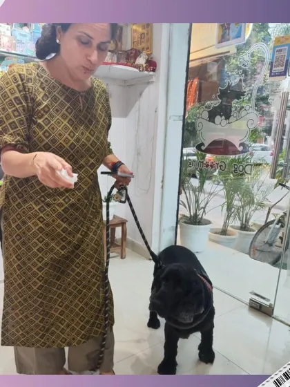 A pet parent leads her happy and clean black pug out of our salon. We aim for a smooth and positive experience for both the pet and the owner.