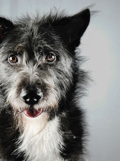 Sniffer's scruffy face and intense gaze make for a compelling and character-filled studio portrait.