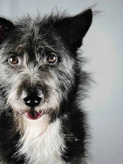 Sniffer's scruffy face and intense gaze make for a compelling and character-filled studio portrait.