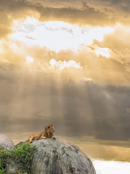 Here, the focus is on the lion's regal posture against the heavenly backdrop. This print is for anyone who wants to feel the epic scale and spiritual beauty of the wild.