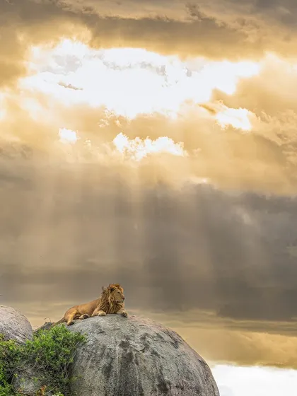 These images further explore the lives of Africa's big cats, from quiet portraits and family interactions to the drama of the hunt. Each one is a piece of the larger narrative we build on safari.