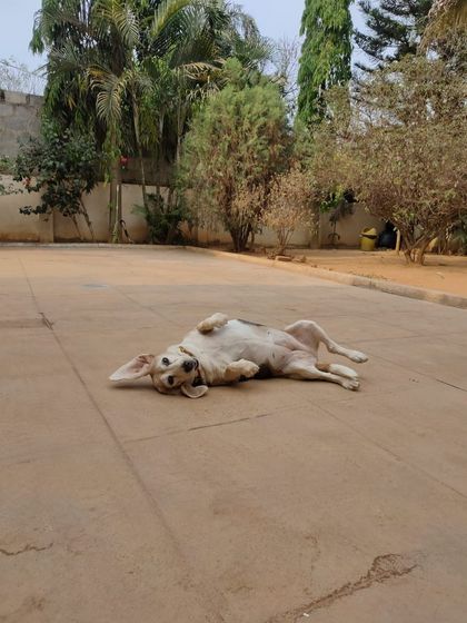 Stay - Dog Daycare Quiet Time & Cozy Naps photo 29
