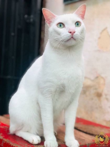 The Cat House - Cat Boarding Our Happy Guests: A Portrait Gallery photo 13