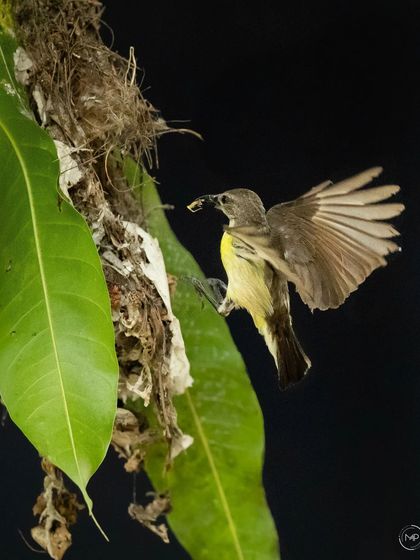 This series documents the nesting of a Purple-rumped Sunbird in my own backyard. It was a privilege to watch the mother bird tirelessly feed her chicks until they successfully fledged the nest.
