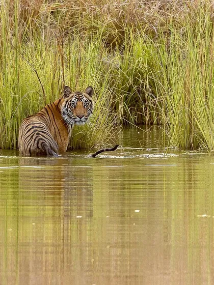 This is the moment we always wait for: the 'Palat', or the look back. This tigress in India gave us that perfect glance just before disappearing into the tall grasses. It’s these fleeting connections that we strive to capture.