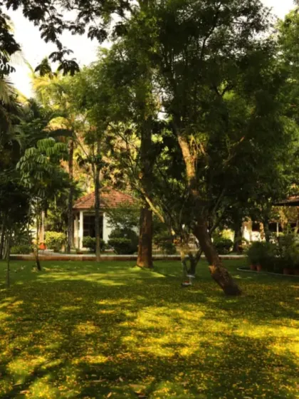 A wide view of our gardens after a refreshing rain, with heritage cottages visible in the background. The vibrant green lawn is dotted with fallen flowers, adding to the natural beauty.