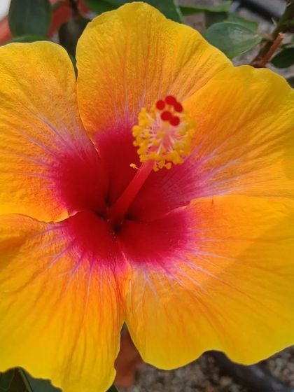 A stunning hibiscus flower with yellow petals and a deep red center. It is proof that even tropical flowers can flourish in a hydroponic setup.