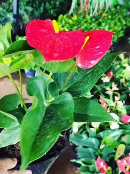 A close-up of a bright red Anthurium flower. These plants provide a long-lasting pop of color and are great for brightening up indoor spaces.