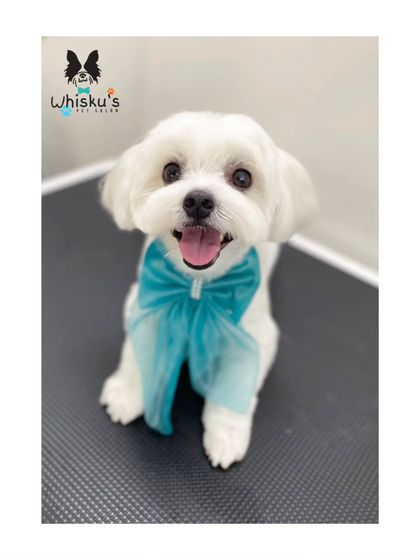 Furrybells Pet Grooming - Pet Grooming (Dogs & Cats) Breed-Specific Dog Styles photo 39