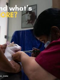 Veterinary Hospital & Pet Grooming