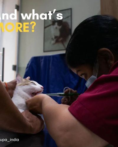 Veterinary Hospital & Pet Grooming