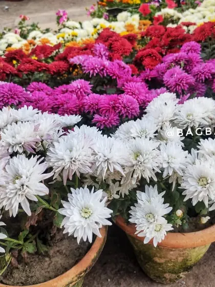 White and purple Guldavari flowers in traditional terracotta pots, showcasing a classic garden look.