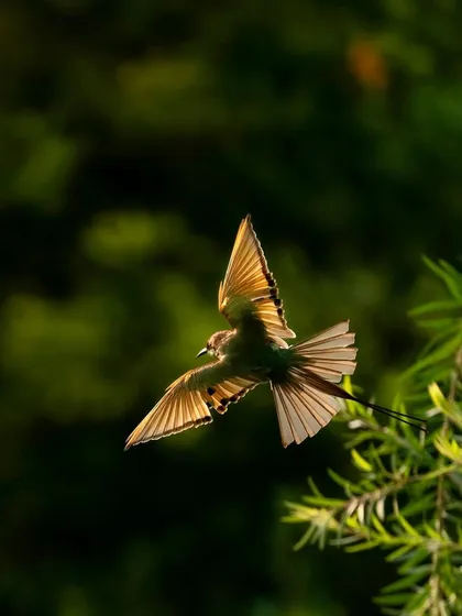 A bee-eater in flight, backlit by the rising sun. The golden light makes its wings almost translucent, creating a beautiful, ethereal effect.