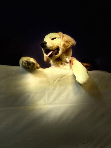 A dramatic and joyful shot of a Golden Retriever puppy, peeking over a surface with a happy, open-mouthed smile.