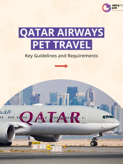 CarryMyPet - Pet Travel & Parenting Consultation Your Pet Travel Questions, Answered photo 8