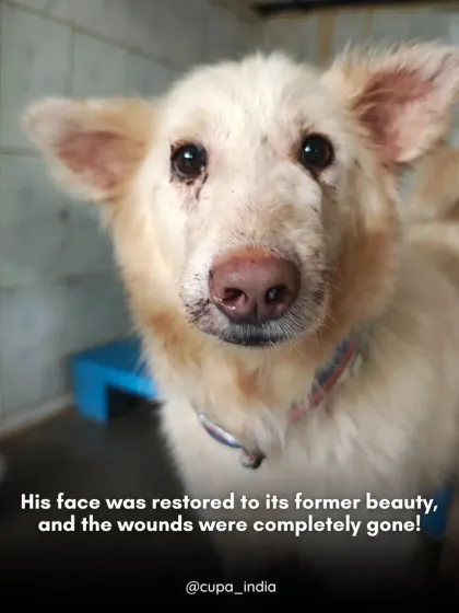 Cupa - Emergency Animal Rescue & Treatment Dog Rescue & Recovery Stories photo 3