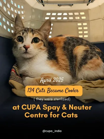 Cupa - Spay/Neuter & Animal Birth Control Our Cat Sterilization Program (TNR) photo 10