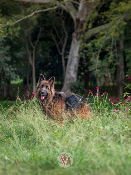 A majestic German Shepherd standing in a field of tall grass and wildflowers. A perfect example of a "Wild & Whiskered" adventure shoot.