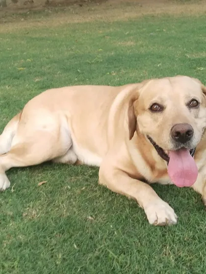 This happy Labrador is enjoying a relaxing day on the lawn. We provide a stress-free vacation for your pet while you're on yours.