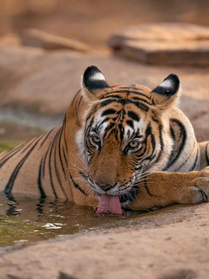 A wider angle of Riddhi drinking, showing her relaxed posture as she cools down. Close-up portraits like this allow you to connect with the animal's personality.