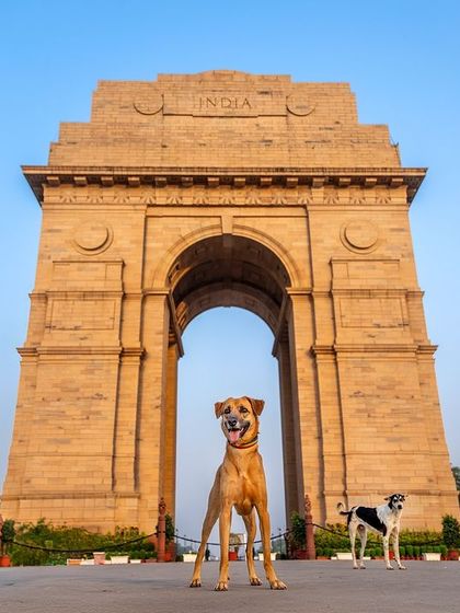 Pawparazzi By Prathima - Pet Milestone Photography Outdoor Adventures & Candid Play photo 30