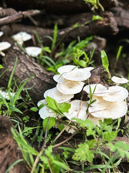 These mushrooms growing on a fallen log are a lesson from nature. Respond, do not react. Growth can come from decay, and quiet observation is more powerful than a hasty reaction.