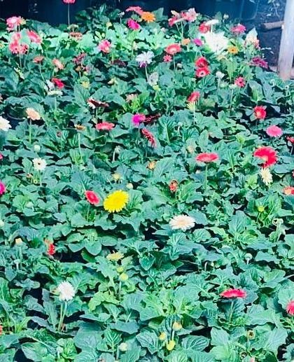A bed of Gerbera Daisies at the nursery, showing the variety of colours available. I always have a fresh stock of these beauties.