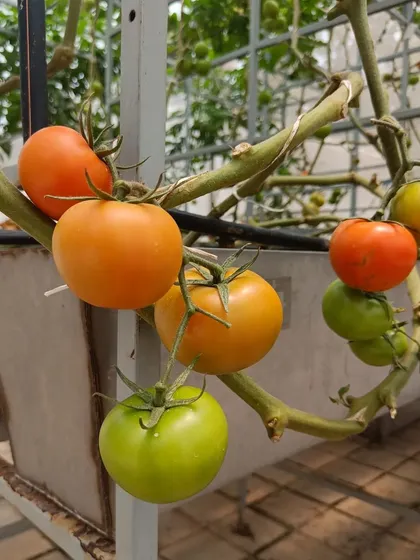 A collection showing tomatoes in various stages of growth, from green to fully ripe.