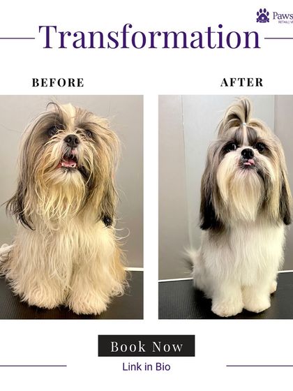 PawsnCollars - Pet Grooming & Spa Grooming Transformations: Before & After photo 6